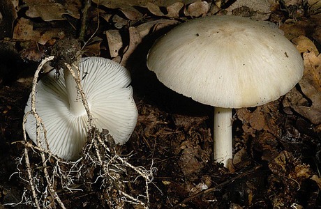 Breitblättriger Faserrübling (Megacollybia platyphylla) - © Heinz Prelicz
